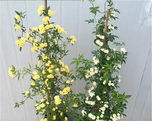 How to grow frankincense to bloom (must-see planting techniques for flower lovers, let your frankincense bloom unlimited beauty)