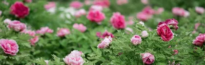 Peonies are not woody plants (Exploring the classification and characteristics of peonies)