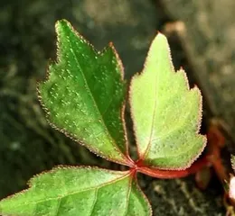 Detailed Explanation of the Entire Growth Process of Climbing Vine (From Seed to Blooming, Exploring the Growth Journey of Climbing Vine)