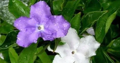 Does costus like shade or sun? (Understand the growth environment and preferences of costus)