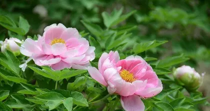 The peony is not just a flower! (The Mystery of Peonies from a Botanical Classification Perspective)