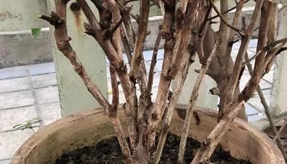 Paeonia Repotting Guide (Repot in late spring to early summer to keep your peonies healthy and vigorous)