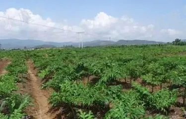 The best sowing time for konjac (Mastering the sowing time of konjac for easier harvest)