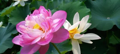 Explore the secret meaning of the lotus flower (Unveiling the meaning behind the lotus)