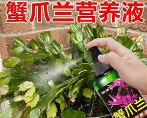 Can citric acid be used for watering plants? — Decoding the role of citric acid in the garden (citric acid's pH and concentration, suitable plant species, usage methods, and precautions)