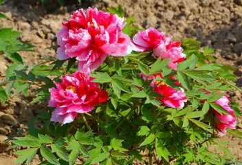 Peony Planting Guide (Master peony planting techniques to create a beautiful garden)