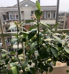 How to Care for a Lemon Tree to Grow Well (Lemon Tree Care Tips and Precautions)