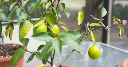 How to Care for Lemon Trees to Grow Well (Lemon Tree Care Tips and Precautions) 2