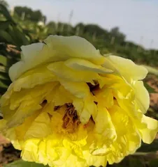 Revealing Peony's Cold Hardiness (From the Limit of Cold Hardiness to Adaptability in Cold Conditions, Comprehensively Understanding Peony's Cold Tolerance)