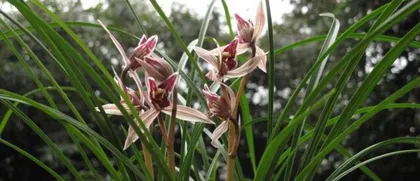 Cultivation Methods and Precautions for莲瓣兰 (Creating a Home Garden, Letting莲瓣兰 Adorn Your Life)