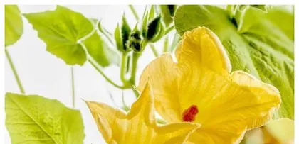 Pumpkin Flowering Time and Care Tips (Mastering Pumpkin Flowering Timing for a Bountiful Harvest)