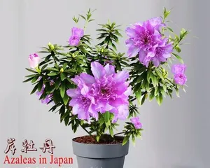 How to properly prune peonies? (To make your peonies bloom in the most beautiful posture)
