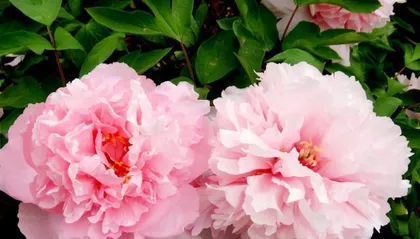Essential for赏花, Peony Flowering Time and Viewing Tips (Spring Breeze Fills the Garden, Peonies Brilliantly Bloom)
