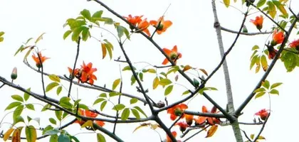 Cottonwood – The Brilliant Falling to the Horizon (Exploring the Characteristics, Species, History, and Cultural Connotations of the Cottonwood Tree)
