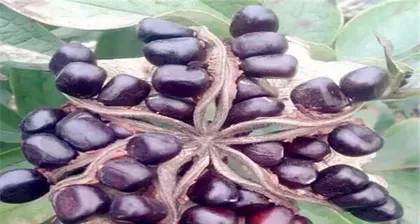 The planting time of peony seeds (choosing suitable months to make peonies bloom beautifully)