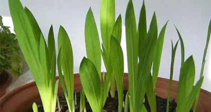 How to Quickly Germinate Peony Seeds (From Preparation to Germination, Easy Operation Without Difficulty)