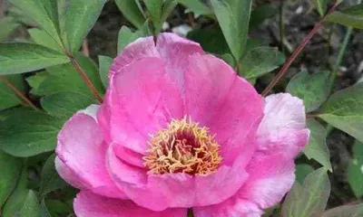 How to Grow Peonies (Planting Time and Methods to Help You Easily Create a Beautiful Garden)