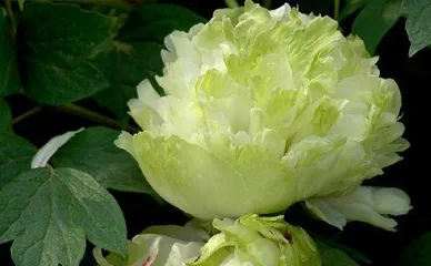 A multitude of brands, blooming splendidly - Unveiling the varieties and characteristics of peony flowers (Understanding the varieties of peonies, allows you to fall even more in love with this floral kingdom)