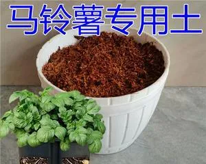 How to choose plants suitable for sandy soil？（Characteristics of sandy soil, types of plants suitable for planting, cultivation techniques and precautions）