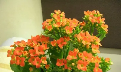 What kind of flowering plants are suitable for growing in southern winters?
