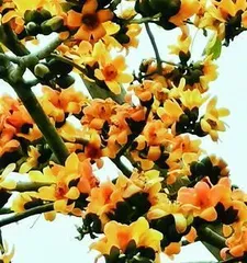 The Kapok Tree, a symbol of tropical beauty (Exploring the growth environment and characteristics of the kapok flower)