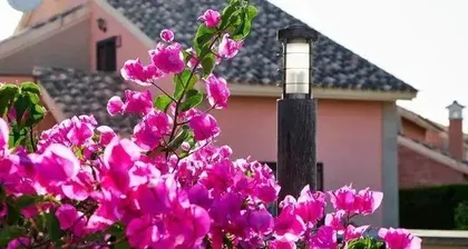 The Growth Characteristics and Water Requirements of Peonies (Exploring the Mystery of Peonies' Preference for Water or Dryness)