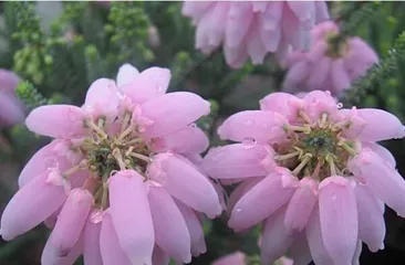 Heather's Cold Resistance Introduction (A Sea of Flowers in the Cold Winter – Heather)
