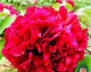 Is the peony really a four-season bloomer? (Unveiling the blooming season of peonies, so you won't mistakenly believe they bloom all year round)
