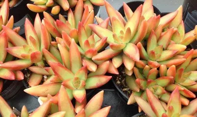 Growth Tips for铭月Succulents (Creating a Beautiful Succulent World)
