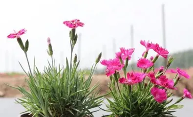 Dianthus (Growing Characteristics and Application Value of Dianthus)
