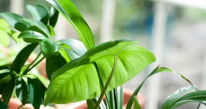 Indoor shade-tolerant plants: Bring green vitality to your home