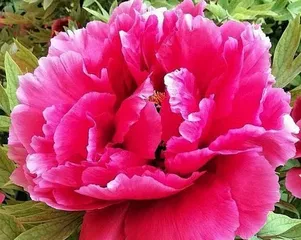 Peony Flower - The Magnificent Beauty of a Prosperous Era (Exploring the Beauty of Peony Flower Colors)