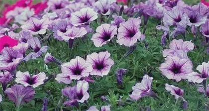 Types and Care Tips for Heat-Tolerant Flowers (Keep Your Garden from Withering, Create a Pleasant Environment) 2