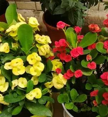 Drought-tolerant and heat-resistant flowers (These flowers bid farewell to wilting in the scorching summer!)