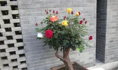 Creating a Green Garden in a Dry Environment (Creating a Green Garden in a Dry Environment)