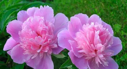 The Planting Time of Peony (Comprehensive Analysis from Site Selection to Fertilization, from Autumn to Spring)