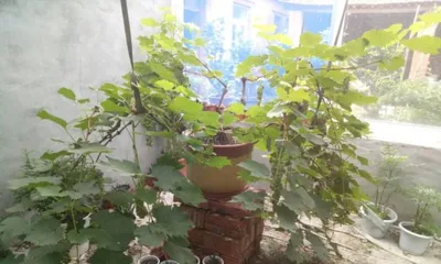 Pruning Methods for Dwarf Container Grapes (Master these techniques to make grapevines more beautiful and healthy)