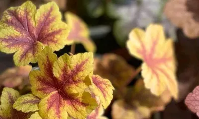 A Comprehensive List of Cold-Hardy Indoor Plants (Having Winter Green Indoors)
