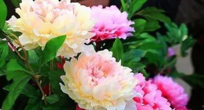 The length of the peony blooming period and the time of blooming (To understand the basic knowledge of the peony blooming period, enjoy the flowers more skillfully)