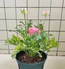Potted peony selection choose the right pot (how to choose the right pot for potted peony cultivation)