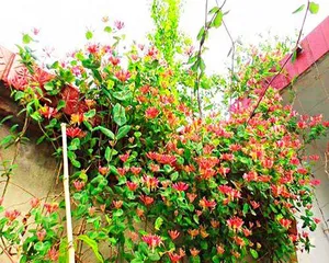 Discover the Cold-Hardy Climbing Flowers (From Seed Selection to Care, Keep Your Garden Lush All Year Round)