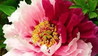 Peony Flower – Beautiful Ingredient (Exploring the Nutrition and Culinary Uses of Peony Flowers)
