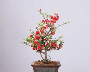 Cold-and-drought-tolerant indoor plants (creating an indoor garden that fears no challenge)