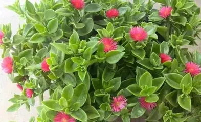 The Watering Techniques for Peonies (Using the Right Water to Make Peonies Radiantly Bloom)