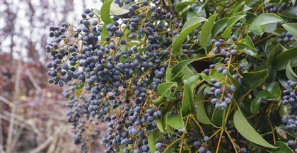 Is the fruit of the Ligustrum plant poisonous? - Unveiling the truth about Ligustrum fruit