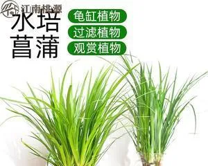 Water-grown plants that don't wither in winter (Exploring the world of cold-tolerant plants)