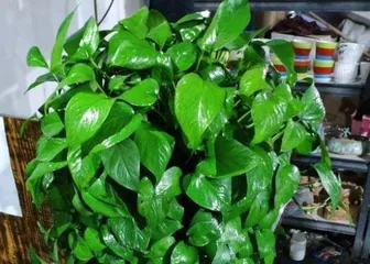 Essential Care for Epipremnum Aureum (Urea Water for Plants, How Much Do You Know?) 3