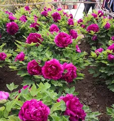 Why do peonies shed leaves in winter? (Seeking the reasons for leaf drop and coping strategies)