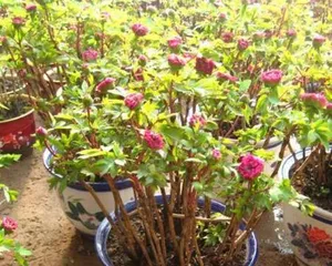 The timing and method of repotting potted peonies (master the secrets of repotting to make potted peonies grow healthier)