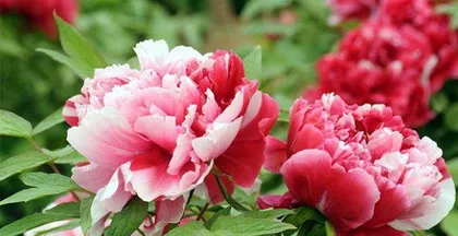 The Flower Language and Symbolism of Peony Flowers (The Flower Full of Honor and Nobility—Peony Flower)